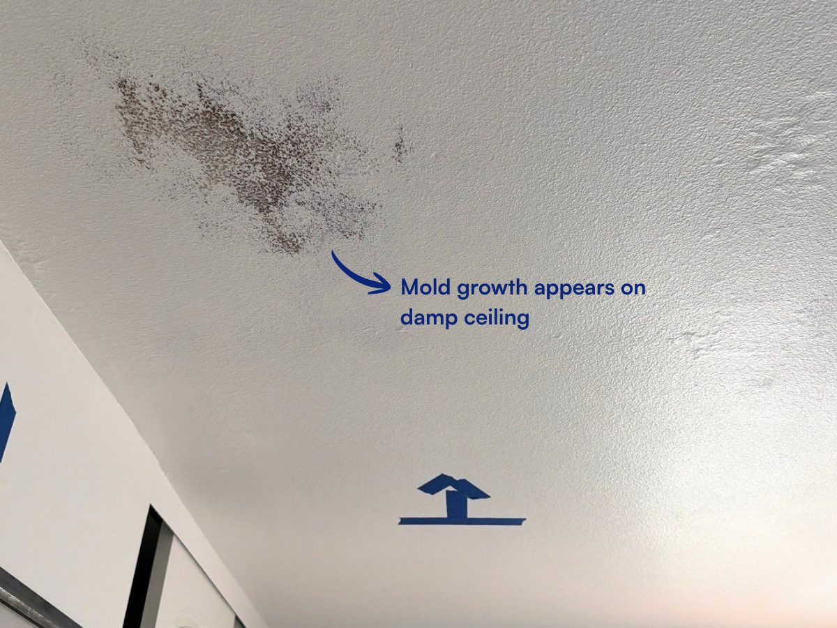 Mold growth on a damp, textured ceiling.