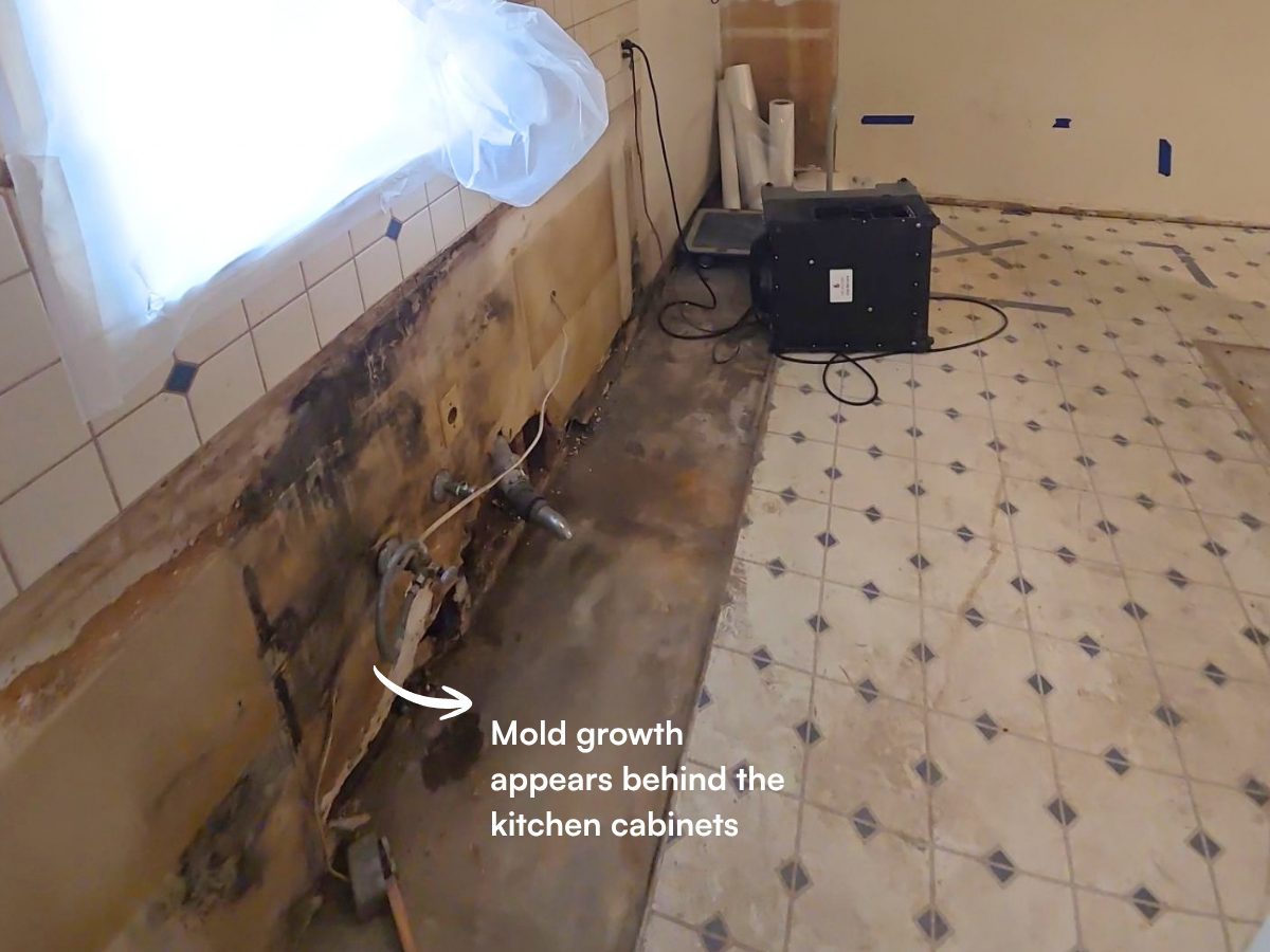 Kitchen wall with the cabinets pulled out, showing mold growth and water staining along the lower wall.